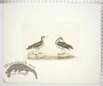 Spotted Sandpiper - Male & Female